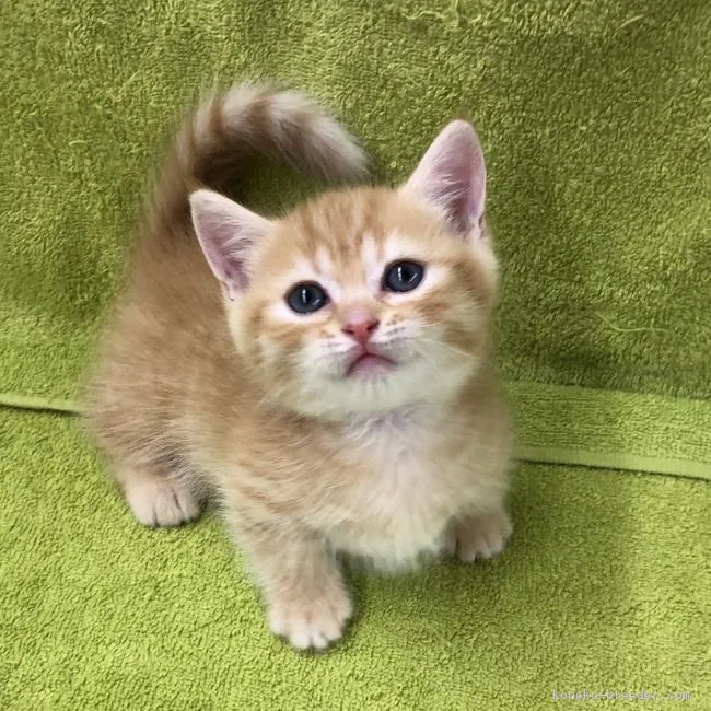 ID：1807-00804の子猫