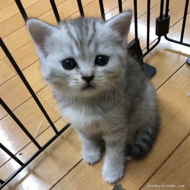 ID:1807-00835の子猫