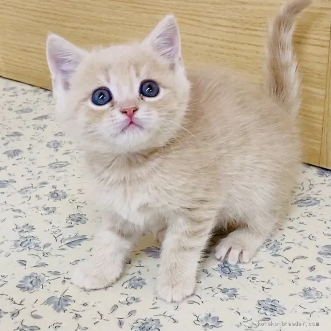 ID:2101-01412の子猫