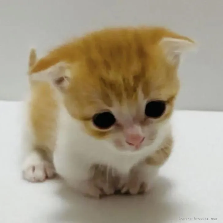 ID:2210-00841の子猫