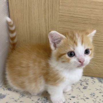 マンチカン(短足)【福岡県・男の子・2021年2月22日・レッドタビーアンドホワイト】の写真「まんまるお顔の可愛い男の子、短足です」