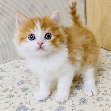 マンチカン(長足)【福岡県・男の子・2020年12月12日・レッドタビーアンドホワイト】の写真「可愛い男の子、ふわふわくんです」