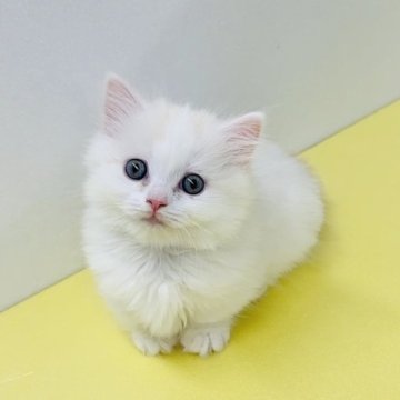 マンチカン(短足)【福岡県・女の子・2023年2月22日・クリームタビーアンドホワイト】の写真「💖まんまる目の、可愛い女の子🤗」