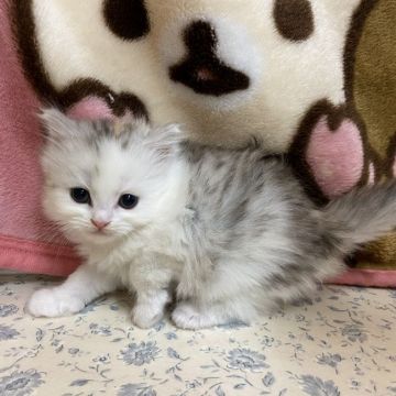 ミヌエット【福岡県・女の子・2020年11月7日・ブルーシルバートービーアンドホワイト】の写真「ふわふわの女の子、めちゃ可愛です。」