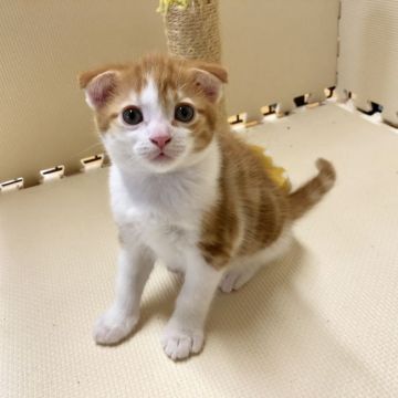 マンチカン(長足)【福岡県・男の子・2018年10月5日・レッドクラシックタビーアンドホワイト】の写真「検診、ワクチン済み、そのままお迎えいただきます」