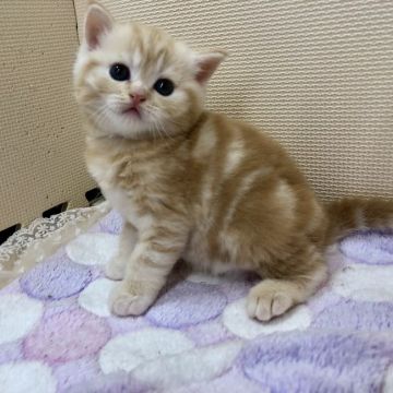 ミヌエット【福岡県・男の子・2018年12月16日・レッドクラシックタビー】の写真「まんまるおめめのイケメン男の子、並足です」