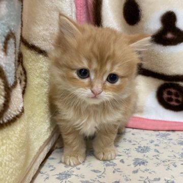 マンチカン(長足)【福岡県・女の子・2020年11月10日・レッドタビー】の写真「ふわふわの女の子、めちゃ可愛です。」