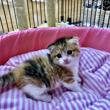 マンチカン(短足)【福岡県・女の子・2018年10月5日・ブラックブラウントービーホワイト】の写真「耳折れマンチカンの女の子、短足です」