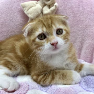 マンチカン(長足)【福岡県・女の子・2018年6月28日・レッドクラシックタビーアンドホワイト】の写真「期間限定、お値段見直し中です」