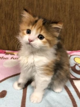マンチカン【福岡県・女の子・2017年11月5日・ブラックマカレルタビーホワイト】の写真「困り顔のかわいい女の子、長足です。」