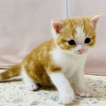 マンチカン(長足)【福岡県・男の子・2020年10月10日・レッドタビーホワイト】の写真「まんまる目の男の子、元気いっぱいです」