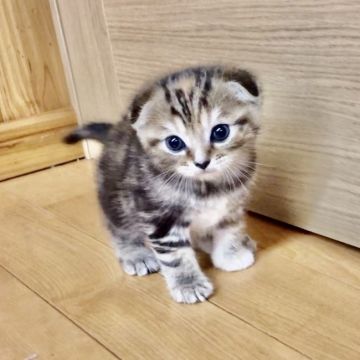 マンチカン(長足)【福岡県・女の子・2020年1月20日・ブラウンクラシックタビー】の写真「めちゃかわ長足、お姫様」