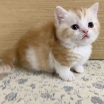 マンチカン(短足)【福岡県・男の子・2021年2月22日・レッドタビーアンドホワイト】の写真「まんまるお顔の可愛い男の子、短足です」