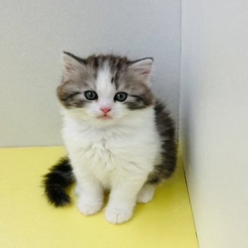 マンチカン(長足)【福岡県・男の子・2023年2月22日・ブラウンタビーアンドホワイト】の写真「まんまる目の、イケメン王子様」