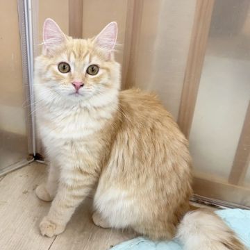 マンチカン(長足)【福岡県・男の子・2022年5月25日・クリームタビーアンドホワイト】の写真「まんまる目の、イケメン王子様です」