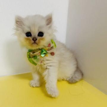 ペルシャ(チンチラ)【福岡県・男の子・2022年9月14日・チンチラシルバー】の写真「グリーンくん。まんまるお顔のイケメンです」