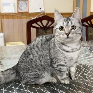 マンチカン(短足)【福岡県・女の子・2022年5月25日・ブルータビー】の写真「💖まんまる目の、可愛い女の子です🤗」