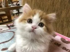 マンチカン【福岡県・男の子・2017年11月5日・レッドホワイト】の写真1「1／2撮影」