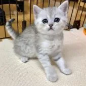 ミヌエット【福岡県・女の子・2018年9月1日・ブラックシルバーマカレルタビーアンドホワイト】の写真1「10/11撮影」