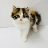 マンチカン(長足)【福岡県・女の子・2022年2月17日・キャリコ】の写真1「💖可愛いお姫様🤗」