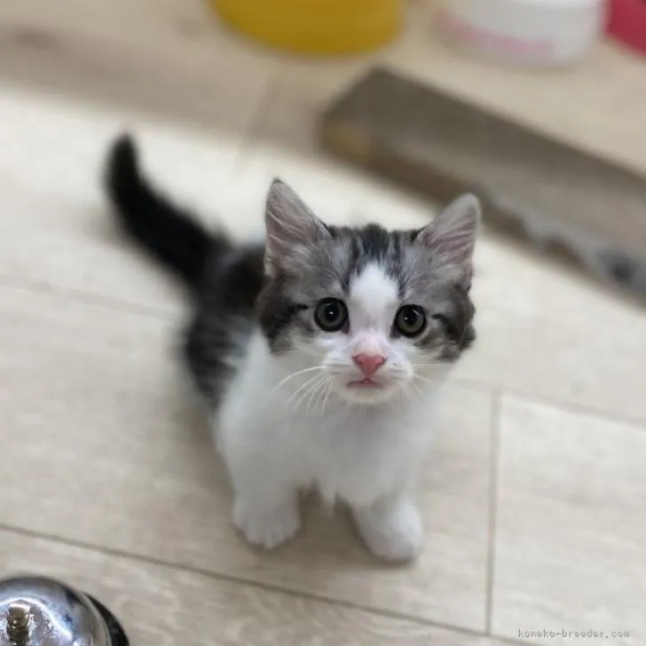 ID:2206-03379の子猫