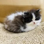 ミヌエット【福岡県・女の子・2020年5月14日・ブルータビーアンドホワイト】の写真4