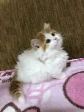 マンチカン【福岡県・男の子・2017年11月5日・レッドホワイト】の写真4