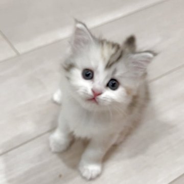 マンチカン(長足)【福岡県・女の子・2024年10月17日・ブラウンパッチドタビーアンドホワイト】の写真「まんまる目の可愛い女の子」