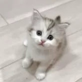 マンチカン(長足)