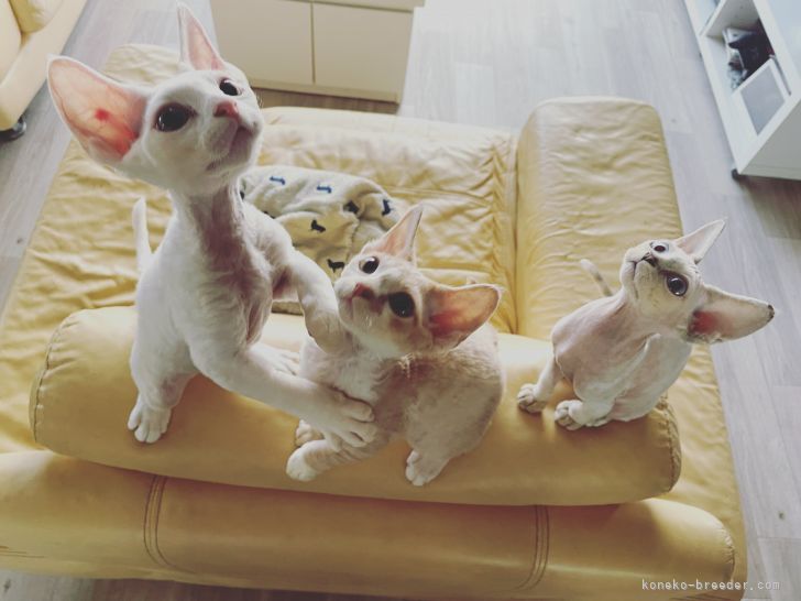 平山梨絵ブリーダー