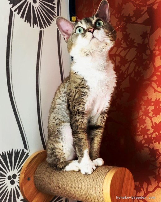 平山　梨絵(ひらやま　りえ)ブリーダー(北海道・デボンレックス・TICA登録)の紹介写真4