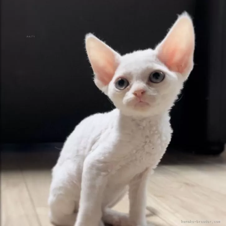 ID：2403-00055の子猫