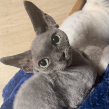 デボンレックス【北海道・男の子・2024年4月6日・ブルー】の写真「綺麗なブルーの被毛」