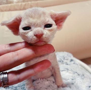 デボンレックス【北海道・男の子・2021年9月30日・クリーム&ホワイト系】の写真「大きなお耳に垂れ目がとっても可愛い男の子です。」