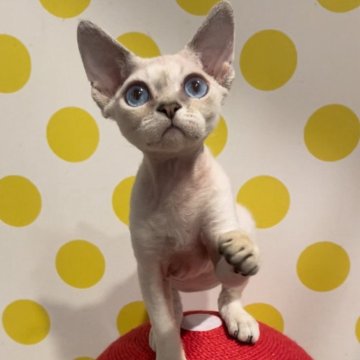 デボンレックス【北海道・男の子・2024年4月6日・ポイントカラー】の写真「大きなブルーの瞳！」