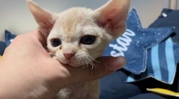 デボンレックス【北海道・男の子・2022年10月25日・レッドタビー&ホワイト】の写真「人懐こい甘えん坊」