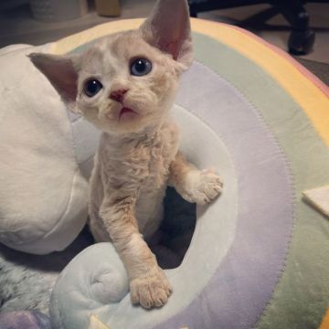 デボンレックス【北海道・男の子・2021年4月5日・タビー&ホワイト（カーリー）】の写真「毛量良し、カーリー具合がとても可愛い。」