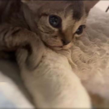 デボンレックス【北海道・男の子・2023年1月1日・ブラウンタビー】の写真「可愛い男の子生まれています。」