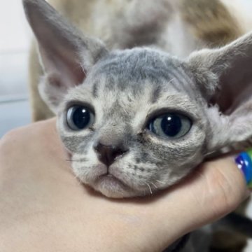 デボンレックス【北海道・女の子・2023年5月18日・ブルー】の写真「可愛い宇宙人ちゃん」