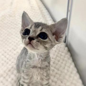 デボンレックス【北海道・女の子・2022年10月7日・シルバータビー】の写真「こぼれ落ちそうなくらいのウルウルお目々」