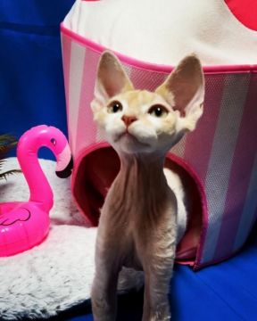 デボンレックス【北海道・男の子・2021年4月5日・タビー&ホワイト（カーリー）】の写真「甘ったれの男の子。肩乗り猫ちゃんです。」