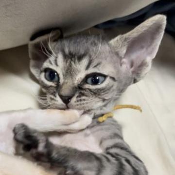 デボンレックス【北海道・男の子・2022年11月5日・シルバー、ブラウンタビー】の写真「綺麗な顔立ち」