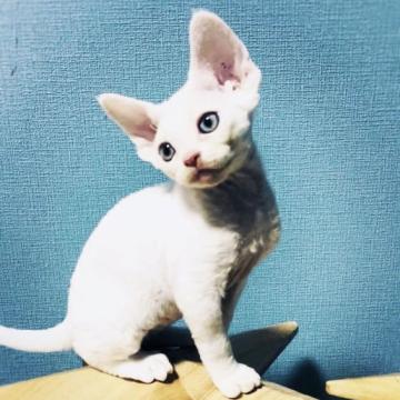 デボンレックス【北海道・男の子・2022年8月2日・ホワイト】の写真「とにかく性格が可愛い！」