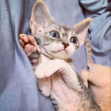 デボンレックス【北海道・男の子・2022年11月5日・ブルータビー&ホワイト】の写真「白靴下ちゃん」