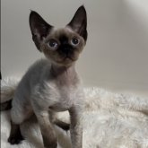 デボンレックス