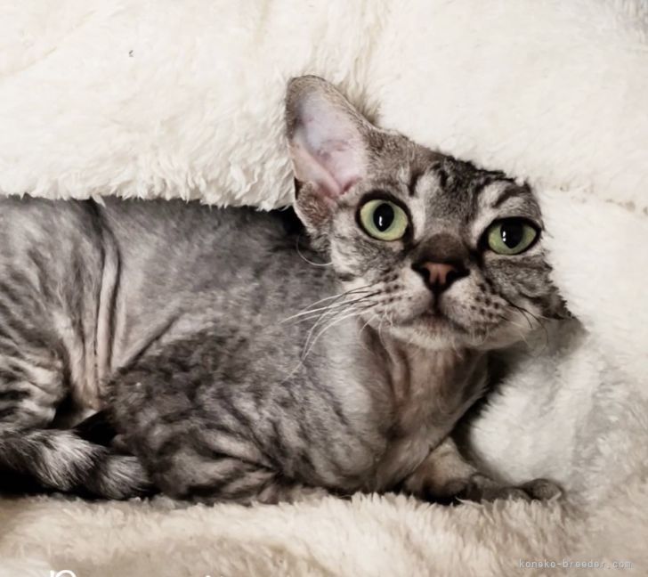 デボンレックス【・男の子・2021年8月5日・シルバータビー】