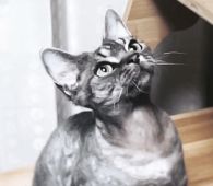 デボンレックス【・男の子・2021年8月5日・シルバータビー】