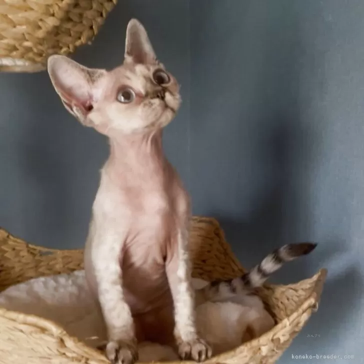 デボンレックス【北海道・女の子・2025年1月2日・リンクスポイント】の写真1