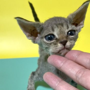 デボンレックス【北海道・男の子・2025年1月21日・ブラウンタビー】の写真「お耳が大きくて可愛い💕」