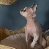 デボンレックス【北海道・女の子・2025年1月2日・リンクスポイント】の写真3